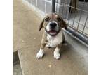 Adopt Famous Singers: Jackson a Mixed Breed