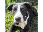 Adopt Domino a Mixed Breed