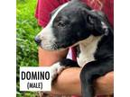 Adopt Domino a Mixed Breed