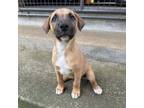 Adopt Famous Singers:Hendrix a Mixed Breed