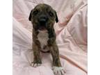 Adopt Famous Singers:Hendrix a Mixed Breed