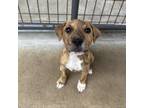 Adopt Famous Singers: Marley a Mixed Breed