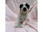Adopt Famous Singers: Marley a Mixed Breed