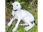 Adopt Panda a Mixed Breed