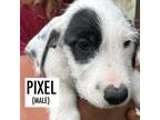 Adopt Pixel a Mixed Breed