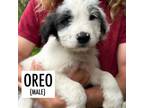 Adopt Oreo a Mixed Breed