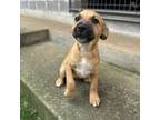 Adopt Famous Singers: Redding a Mixed Breed