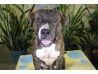 Adopt JUNIOR a Brindle - with White Mixed Breed (Medium) / Mixed dog in Ocala