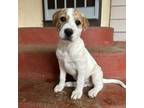 Adopt Famous Singers: Lennon a Mixed Breed