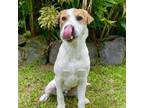 Adopt Famous Singers: Lennon a Mixed Breed