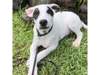 Adopt Snoopy a Mixed Breed