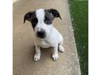 Adopt Famous Singers: Mercury a Mixed Breed