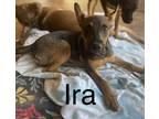 Adopt Ira a Mixed Breed