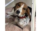 Adopt Rip a Treeing Walker Coonhound, Beagle