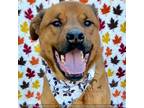 Adopt KING a Brown/Chocolate Rottweiler / Belgian Malinois / Mixed dog in