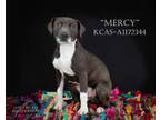 Adopt *MERCY a Gray/Silver/Salt & Pepper - with White American Staffordshire