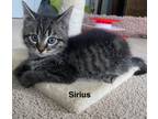 Adopt Sirius a Domestic Medium Hair, Tabby
