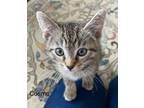 Adopt Cosmo a Domestic Short Hair, Tabby