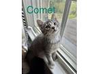Adopt Comet a Domestic Short Hair, Tabby