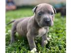 Adopt David Payne a Pit Bull Terrier