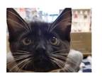 Adopt Zorro a Domestic Short Hair