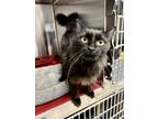 Adopt Kitkat a All Black Domestic Mediumhair / Domestic Shorthair / Mixed cat in