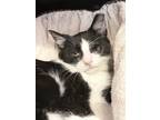 Adopt Popeye a Domestic Short Hair