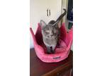 Adopt Fern a Russian Blue