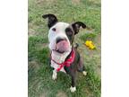 Adopt Spruce #53117 a Pit Bull Terrier