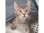 Adopt Sterling a Gray or Blue Domestic Mediumhair / Mixed cat in Carroll