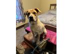 Adopt Sprocket a Australian Cattle Dog / Blue Heeler, Great Pyrenees