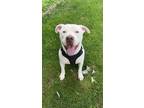 Adopt Bolt a Pit Bull Terrier