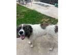 Adopt Odin a Great Pyrenees