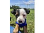 Adopt Jimmy a Mixed Breed