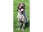 Adopt Otto a Brown/Chocolate - with White German Wirehaired Pointer / Mixed dog