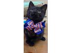 Adopt Smokey a Domestic Shorthair / Mixed (short coat) cat in Burnsville