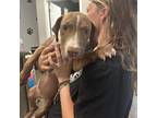 Adopt Snickers a Brown/Chocolate Mixed Breed (Medium) / Mixed dog in Midland