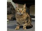 Adopt Snake a Tabby, Domestic Short Hair