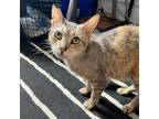 Adopt Shalom a Brown or Chocolate Domestic Shorthair / Mixed cat in New York