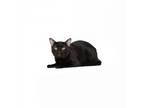 Adopt George a All Black Domestic Shorthair / Mixed cat in Playa Vista