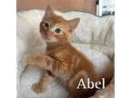 Adopt Abel a Domestic Short Hair