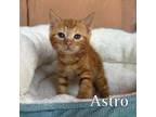 Adopt Astro a Domestic Short Hair