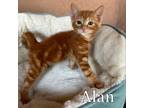 Adopt Alan a Domestic Short Hair