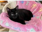 Adopt Cher (Bonded with Mariah) a All Black Domestic Shorthair (short coat) cat