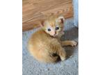 Adopt Nick Hill a Orange or Red Domestic Shorthair (short coat) cat in