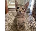 Adopt Rachel a Brown or Chocolate Domestic Shorthair / Mixed cat in Lantana
