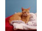 Adopt Henri a Orange or Red Domestic Shorthair / Mixed cat in Monroe