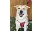 Adopt Skip a Labrador Retriever