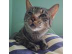 Adopt Rose (aka Tiger Lily) a Gray or Blue Domestic Shorthair / Mixed cat in