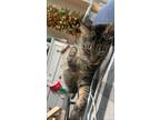 Adopt Peak a Gray, Blue or Silver Tabby Tabby / Mixed (short coat) cat in